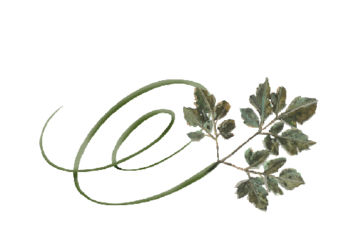 Fall Leaves for Fall Weddings | Leaves Graphics & Fall Wedding Ideas